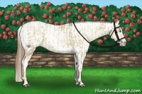 Horse Color:Liver Red Dun Pearl  and Liver Red Dun Pearl Appaloosa 