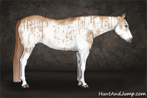 Horse Color:Gray White Spotted Red Dun Splash  and Gray White Spotted Red Dun Splash Frame 