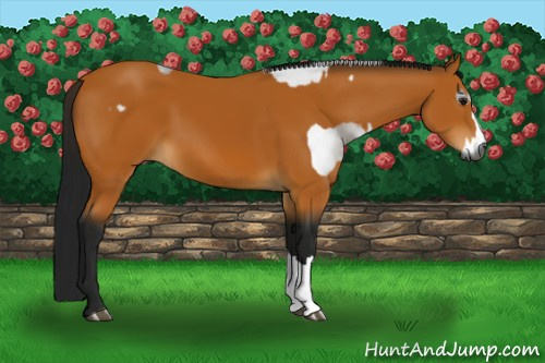 Horse Color:Gray Bay  and Gray Buckskin 