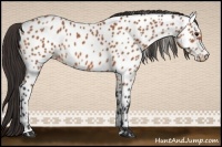 Horse Color:Bay Appaloosa 