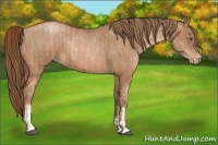 Horse Color:Liver Chestnut Pearl  and Bay Pearl 