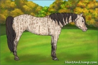 Horse Color:Bay Dun and Amber Champagne Dun