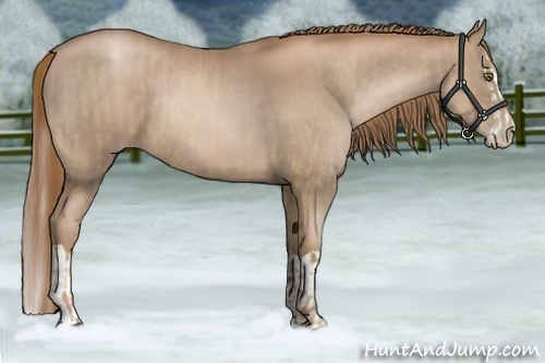 Horse Color:Liver Chestnut Pearl  and Liver Chestnut Pearl Splash 