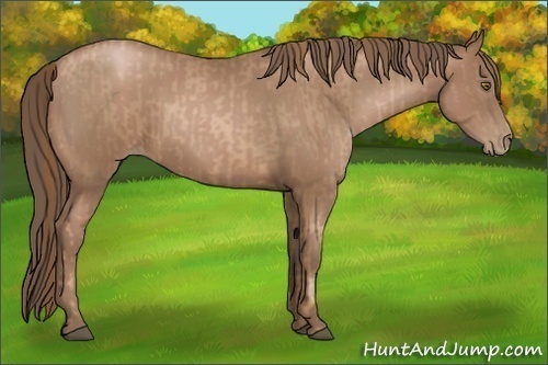 Horse Color:Liver Chestnut Pearl  and Black Pearl 