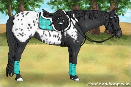 Horse Color:Black Near Leopard 