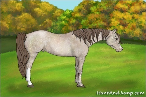 Horse Color:Black Ice Pearl  and Black Ice Pearl Rabicano 