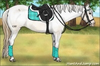 Horse Color:Buckskin Varnish 