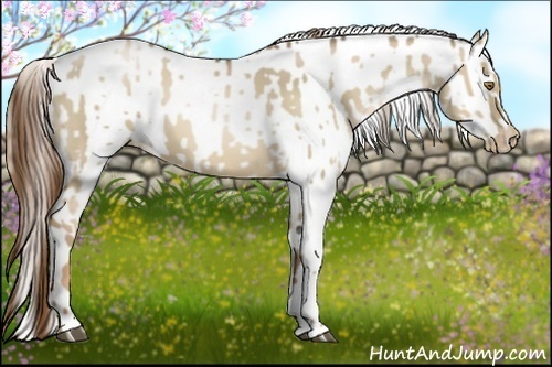 Horse Color:Liver Red Dun Pearl  and Liver Red Dun Pearl Appaloosa 