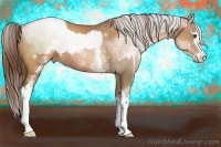 Horse Color:White Spotted Liver Chestnut Pearl Sabino  and White Spotted Brown Pearl Sabino Rabicano 
