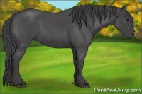 Horse Color:Smoky Blue Roan 