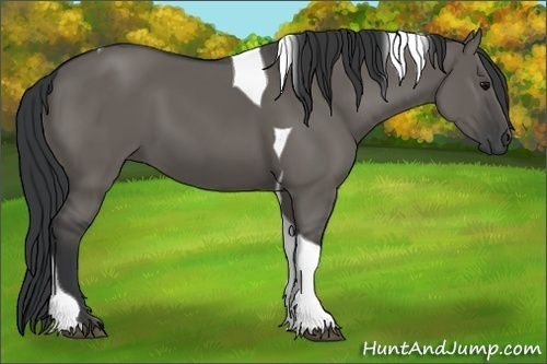 Horse Color:Grullo Tobiano