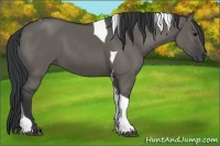 Horse Color:Grullo Tobiano