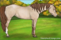 Horse Color:Brown Pearl Dun  and Bay Pearl Dun 