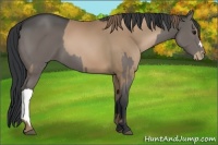 Horse Color:Black Pearl  and Black 