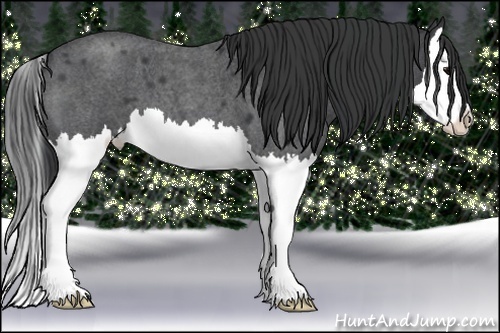 Horse Color:Blue Roan Splash