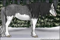 Horse Color:Blue Roan Splash 