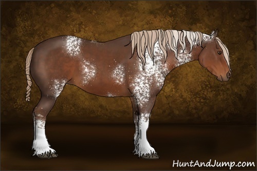 Horse Color:White Spotted Liver Chestnut 