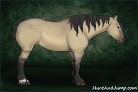 Horse Color:Buckskin Dun Sabino 