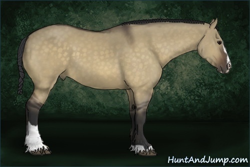 Horse Color:Buckskin Dun Sabino