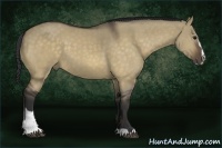 Horse Color:Buckskin Dun Sabino 