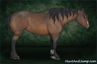 Horse Color:Buckskin Sabino