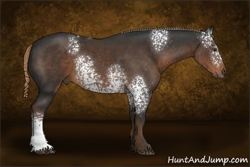 Horse Color:White Spotted Liver Chestnut 