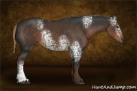 Horse Color:White Spotted Liver Chestnut 