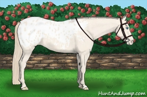 Horse Color:Perlino Appaloosa 