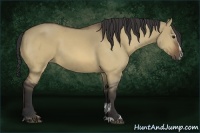 Horse Color:Buckskin Dun Sabino