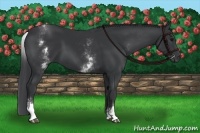 Horse Color:White Spotted Black 