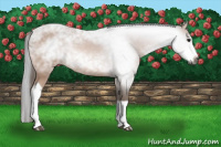 Horse Color:Gray Bay Splash Tobiano 