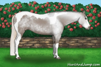 Horse Color:Gray Chestnut Splash Tobiano