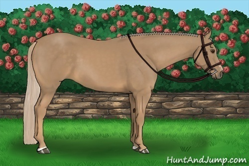 Horse Color:Palomino Sabino 