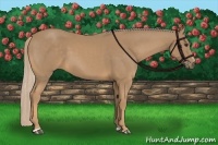 Horse Color:Palomino Sabino