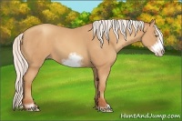 Horse Color:Silver Amber Champagne Sabino Frame 