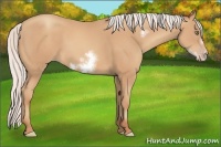 Horse Color:Silver Amber Champagne Sabino Frame 