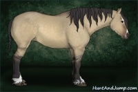 Horse Color:Buckskin Dun Sabino Rabicano