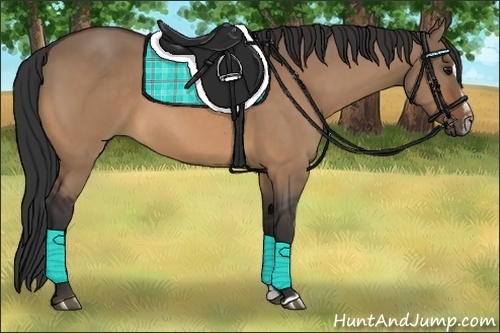 Horse Color:Bay Dun Sabino 