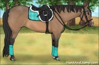 Horse Color:Bay Dun Sabino 