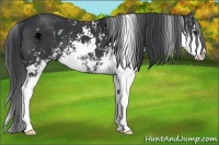 Horse Color:Black Sabino