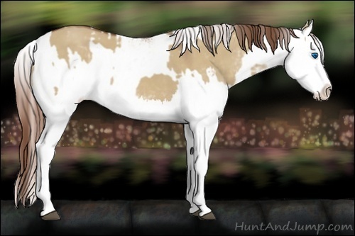 Horse Color:Red Dun Sabino Splash and Red Dun Sabino Splash