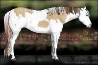 Horse Color:Red Dun Sabino Splash  and Red Dun Sabino Splash 