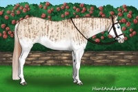 Horse Color:Red Dun Sabino Splash and Gold Champagne Dun Sabino Splash