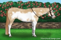 Horse Color:Red Dun Sabino Splash Frame