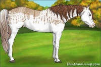 Horse Color:Red Dun Splash  and Red Dun Splash 