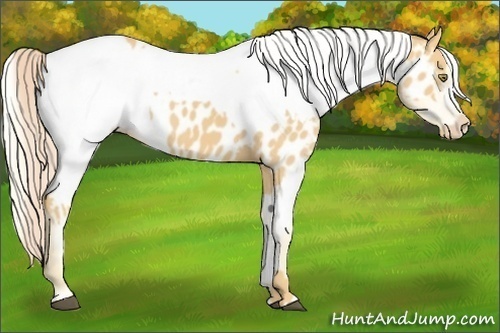Horse Color:Palomino Appaloosa  and Palomino Appaloosa 