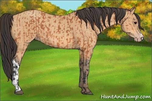 Horse Color:Bay  and Amber Champagne 