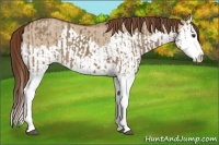 Horse Color:Liver Red Dun Splash  and Red Dun Splash 