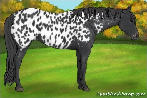 Horse Color:Black Appaloosa