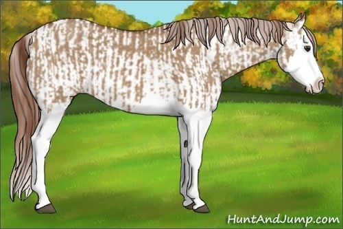 Horse Color:Red Dun Splash  and Red Dun Splash Appaloosa 